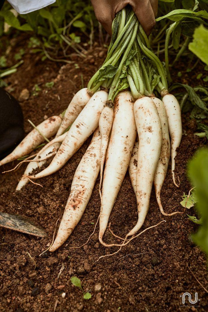 Garden's Bounty Fresh Veggie Ensemble